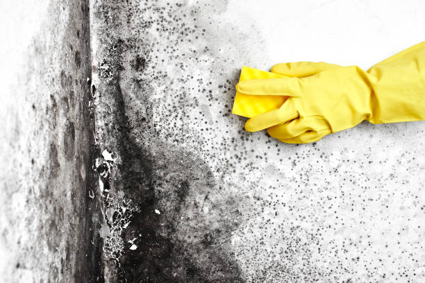 Best Certified Mold Removal  in Mclouth, KS