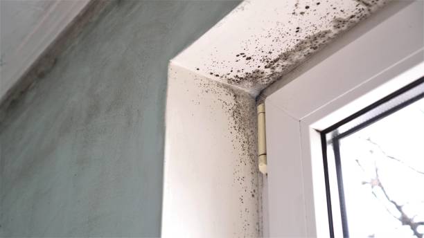 Best Water Damage Restoration  in Mclouth, KS
