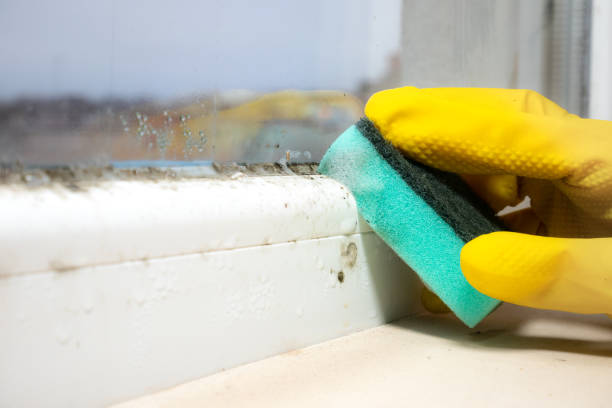 Best Emergency Mold Removal  in Mclouth, KS