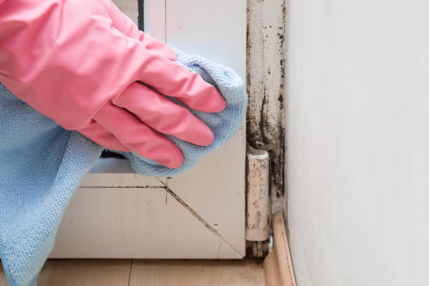 Best Attic Mold Removal  in Mclouth, KS